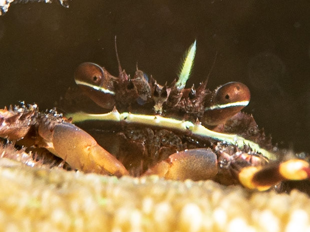 Mantis shrimp