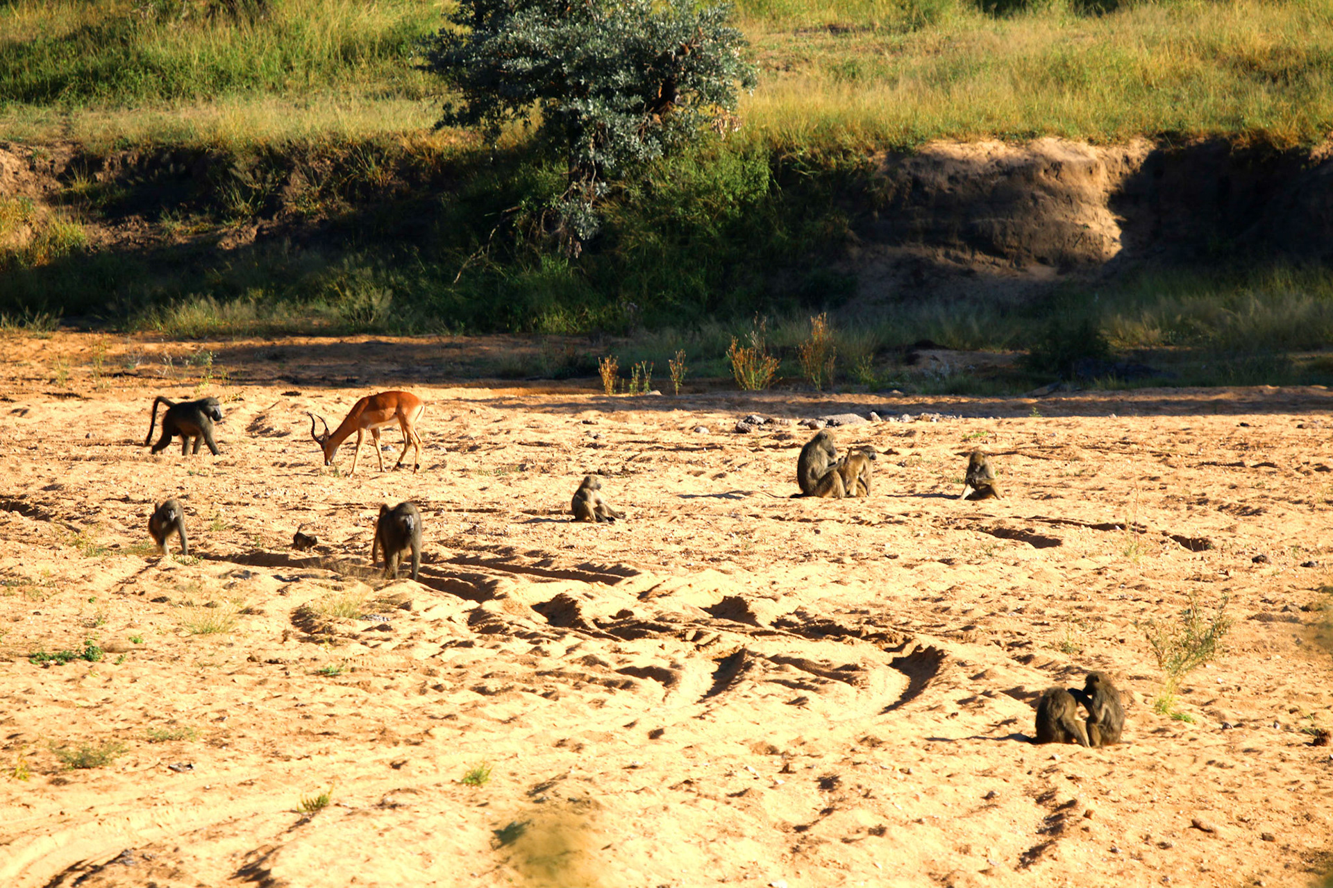 Baboons and Impala