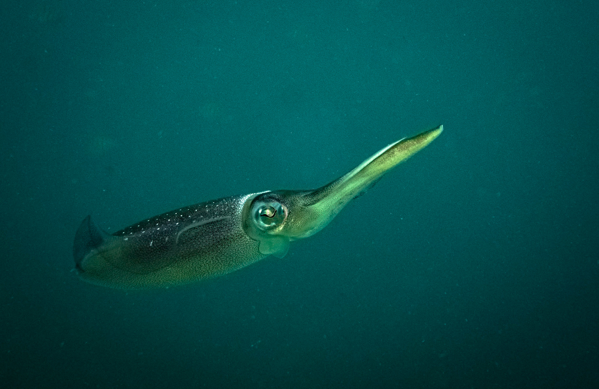 Shrimp in St. Lucia