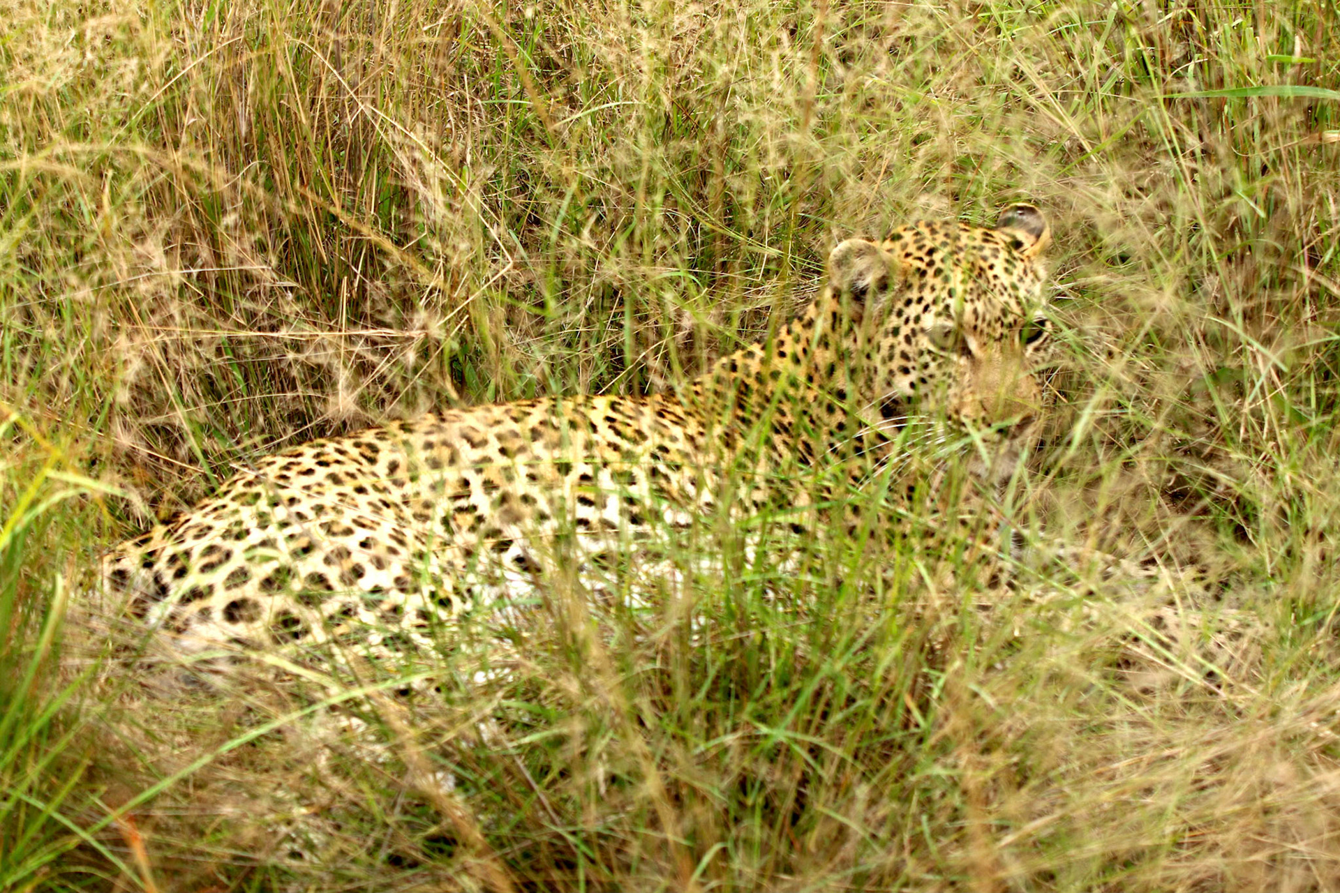 Leopard in the grass