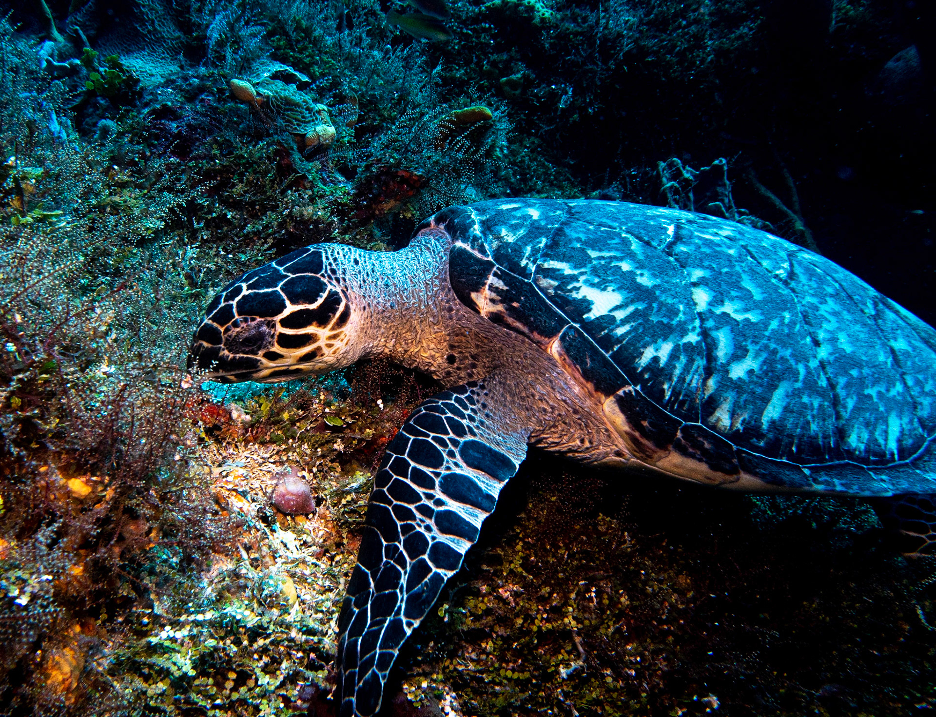 Hawksbill turtle grazing