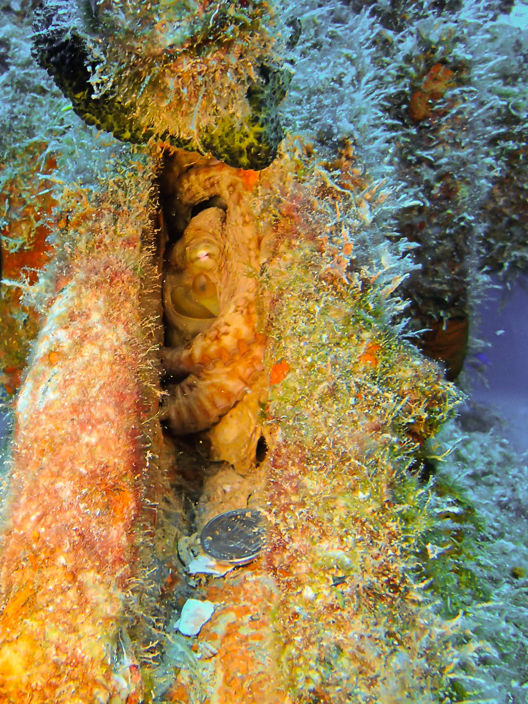 Tiny Octopus on USNS Vandenburg - Key West