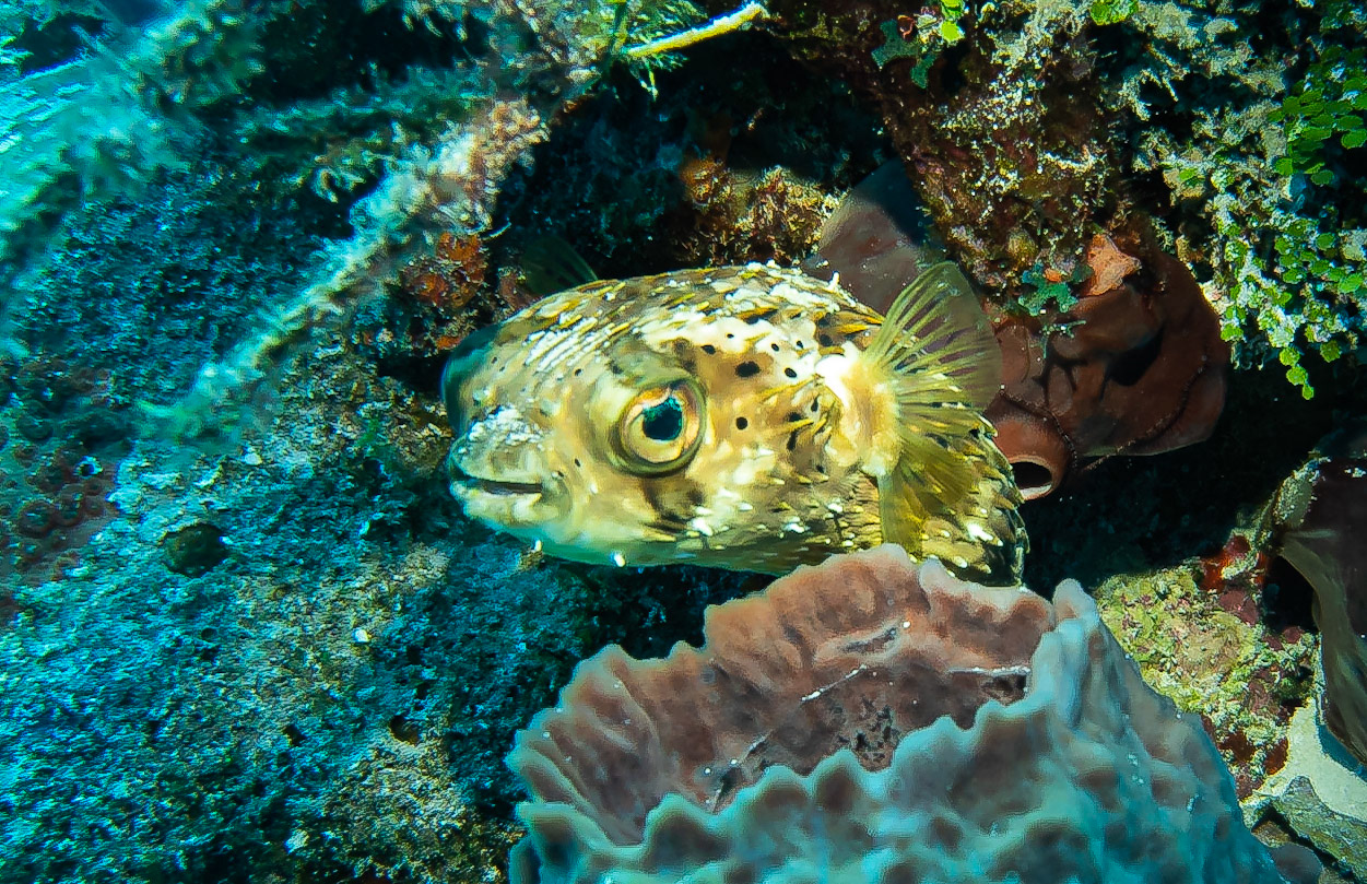 Balloonfish