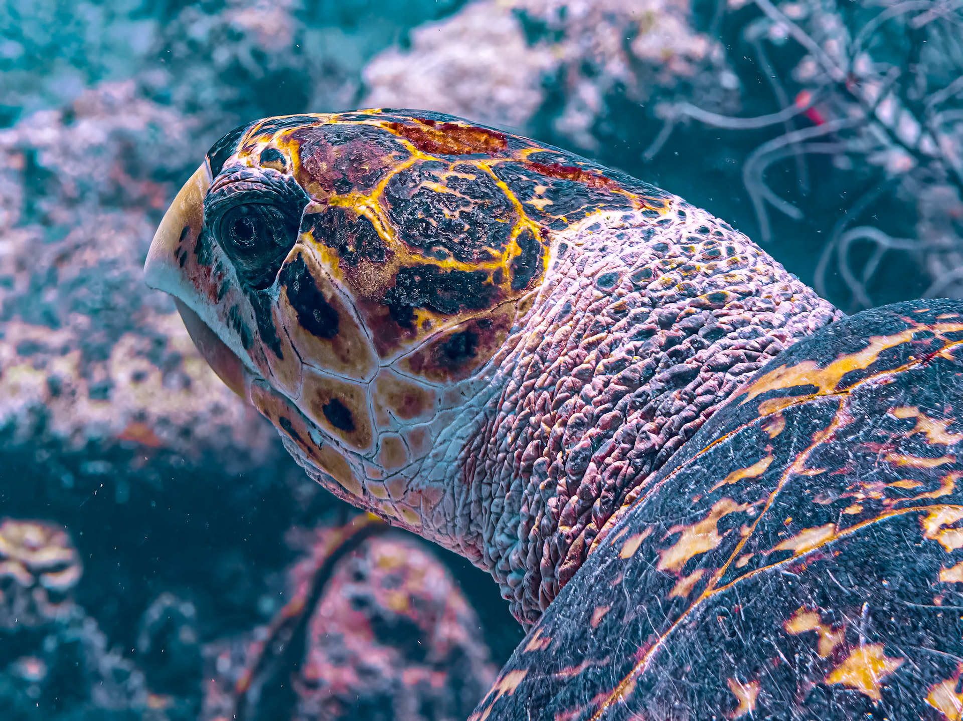 Large Turtle