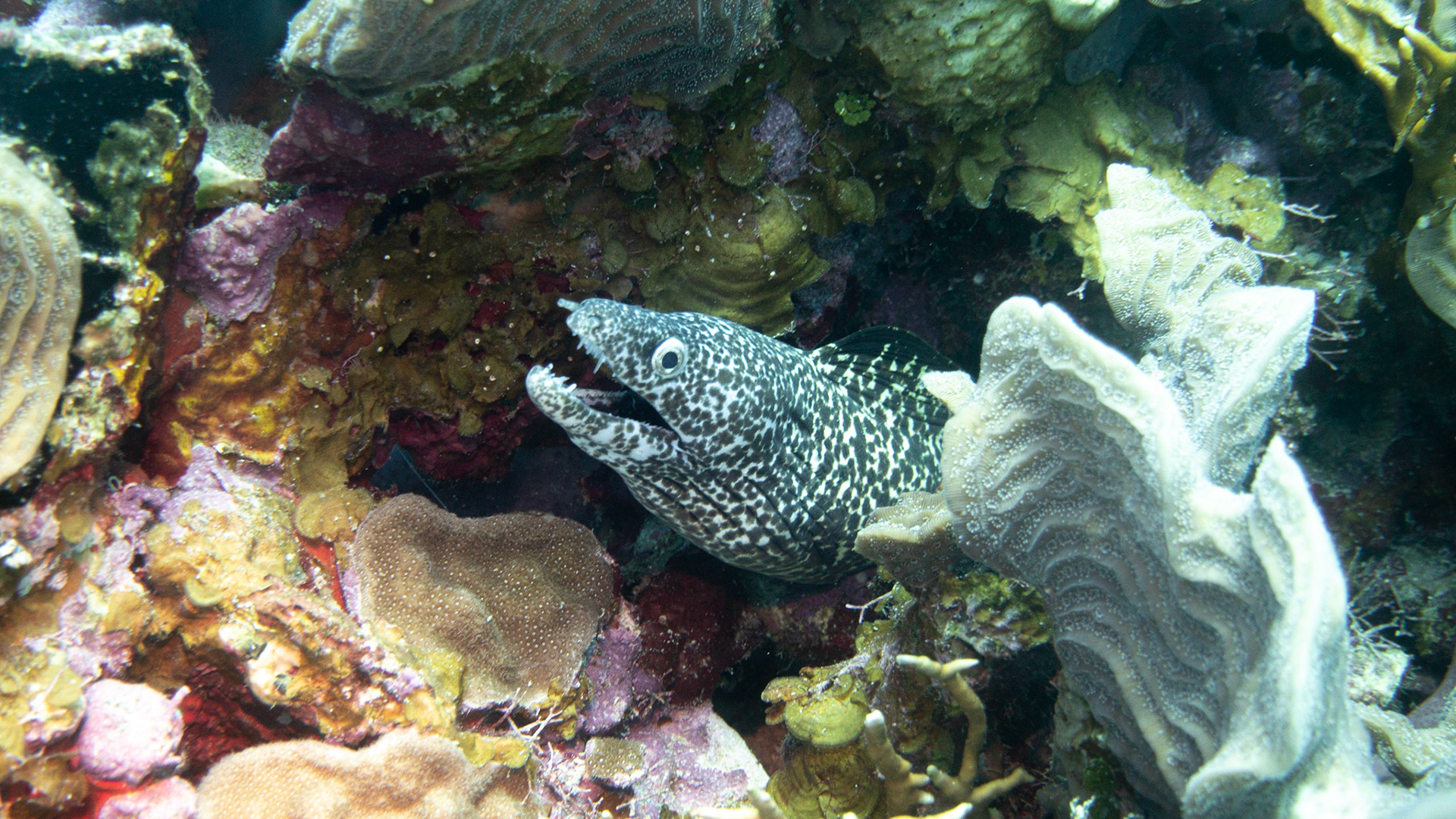 Spotted Moray