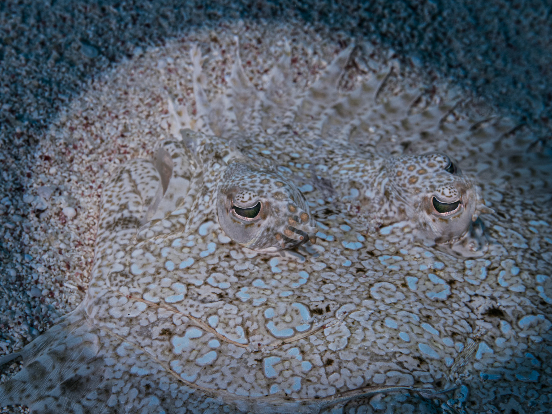 Flounder hiding in the sand