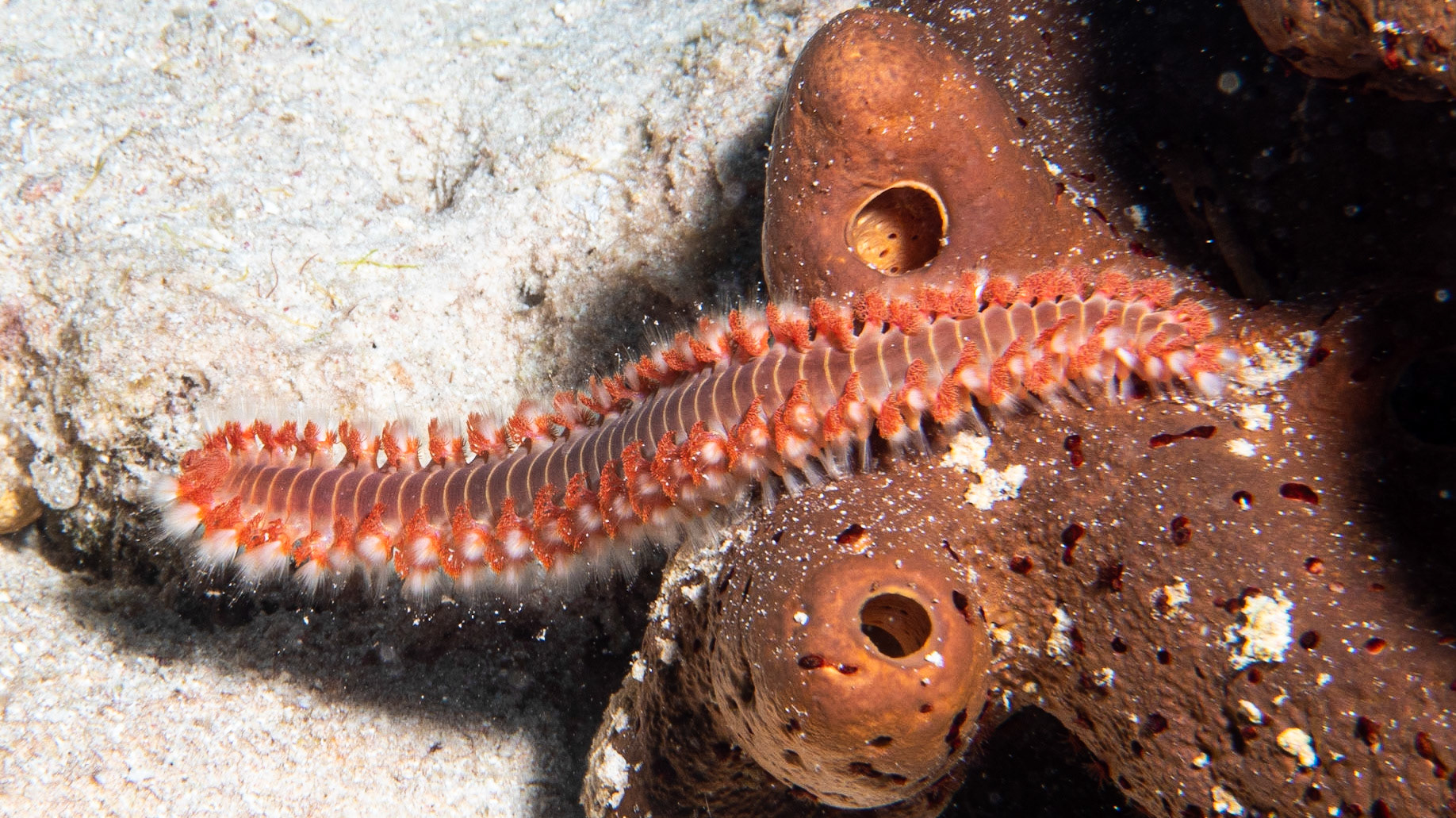 Fireworm