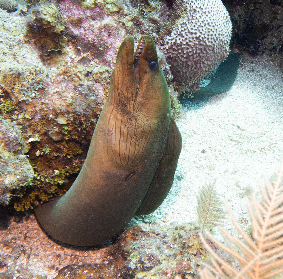 Green moray