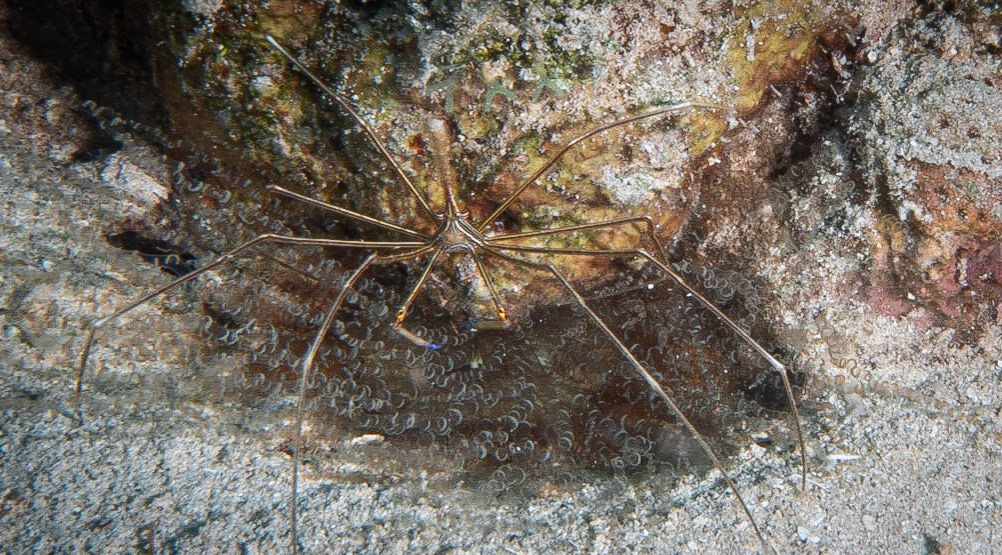 Yellow line arrow crab