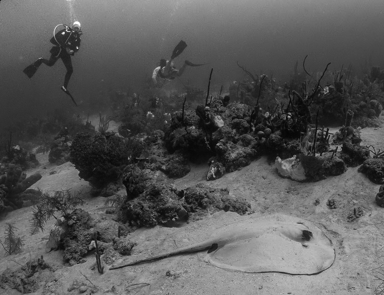 Stingray resting on the sand