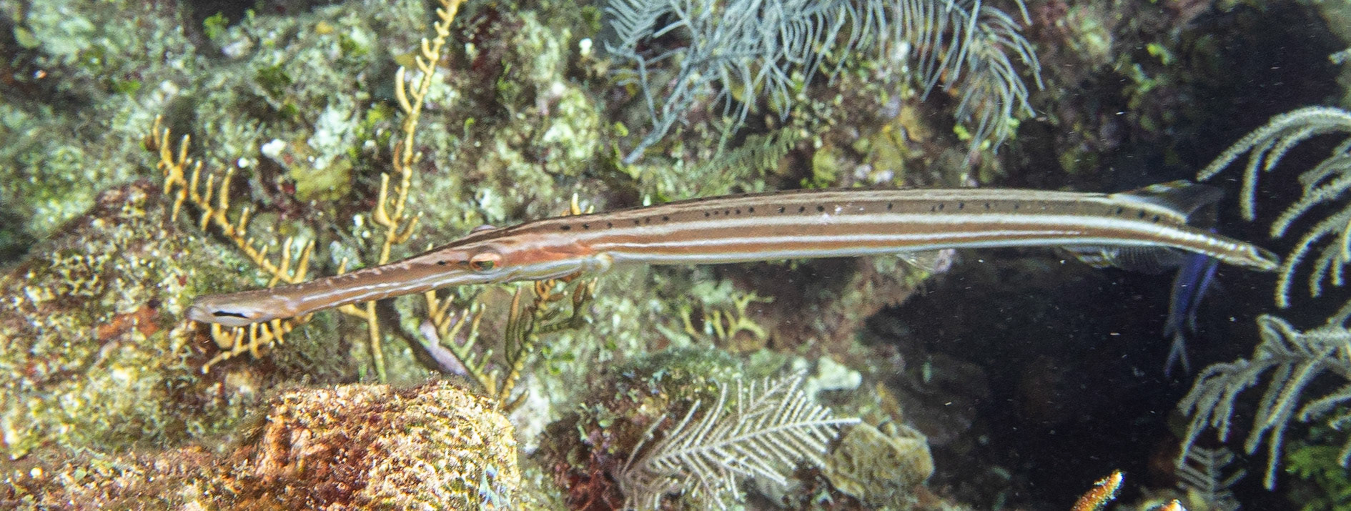Trumpetfish