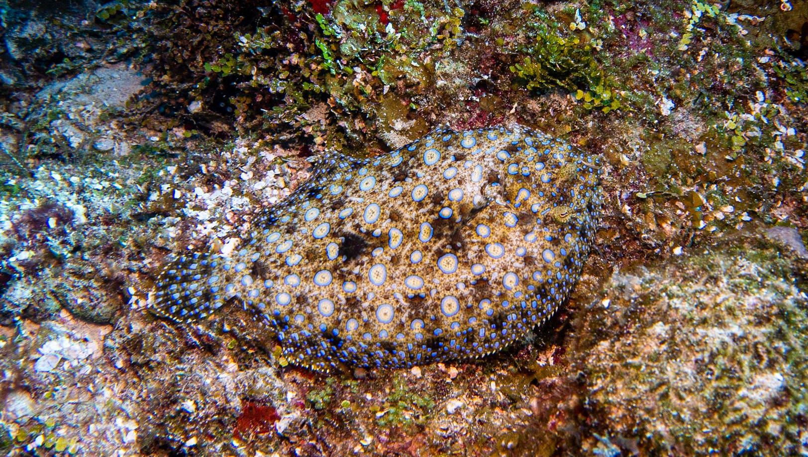 Peacock Flounder