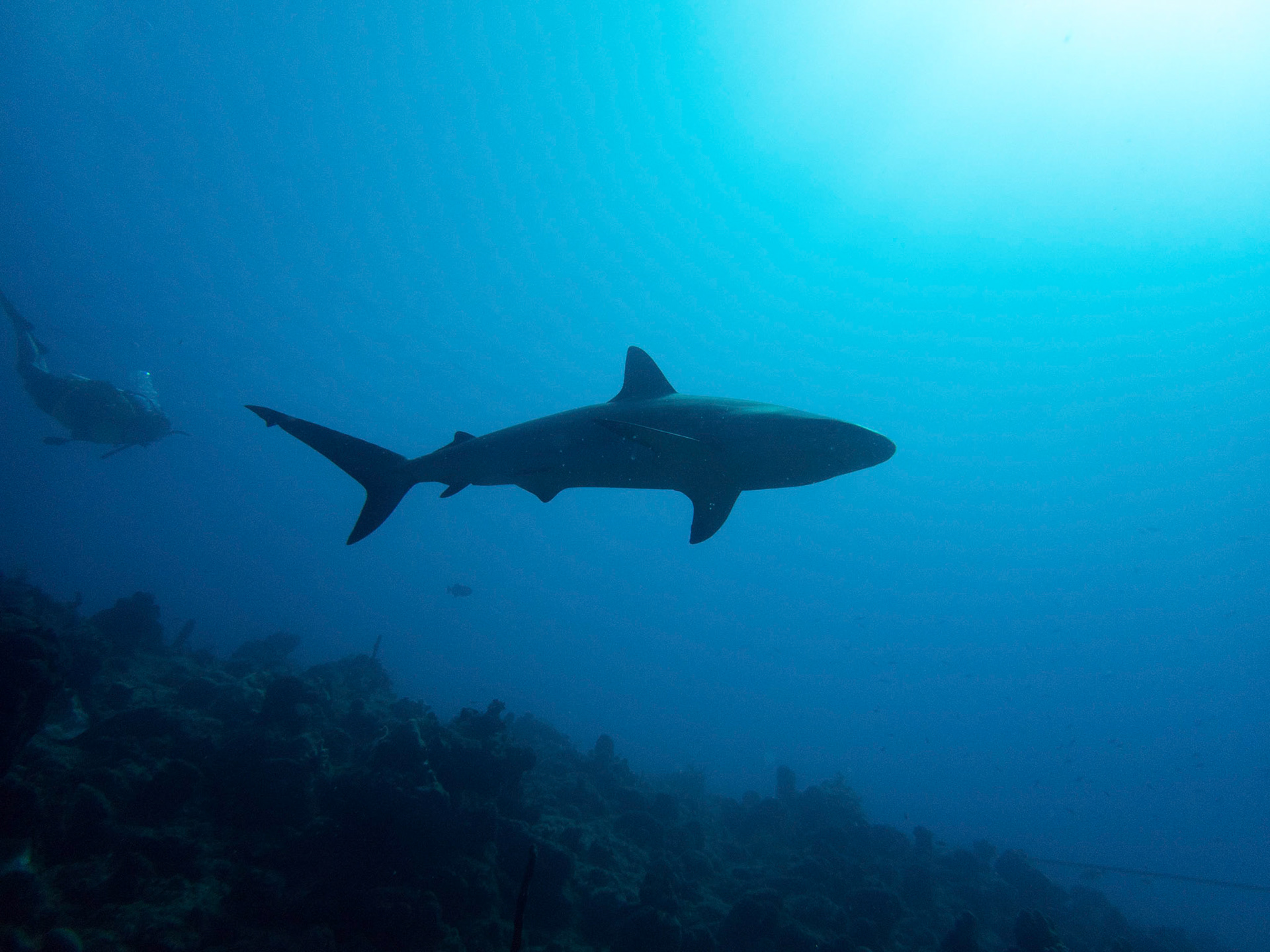 Shark following diver