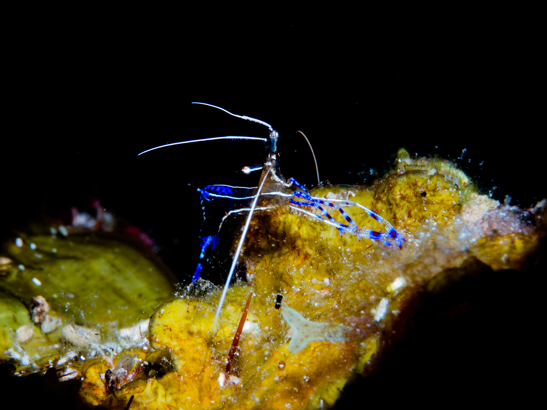 Pederson Shrimp