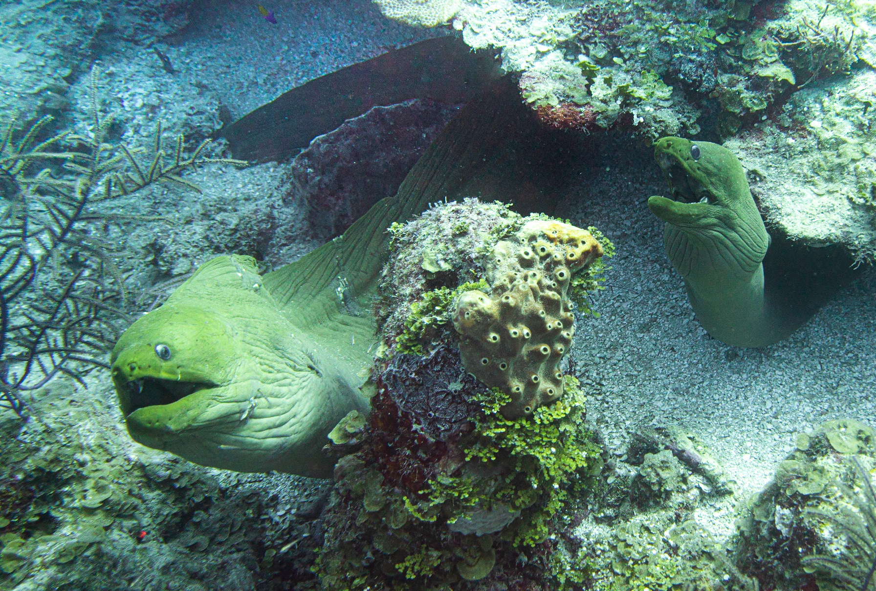 Two large green morays