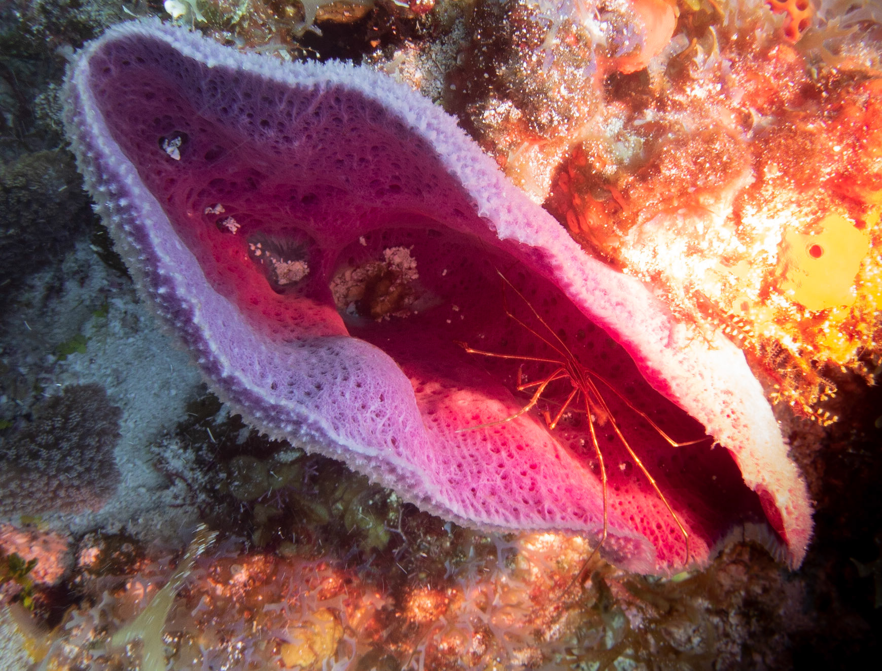 Arrow Crab