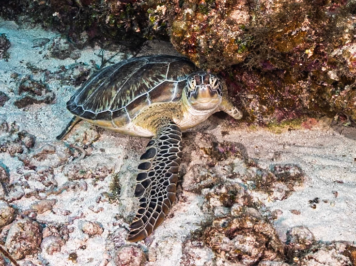 Poor turtle after a shark fin amputation