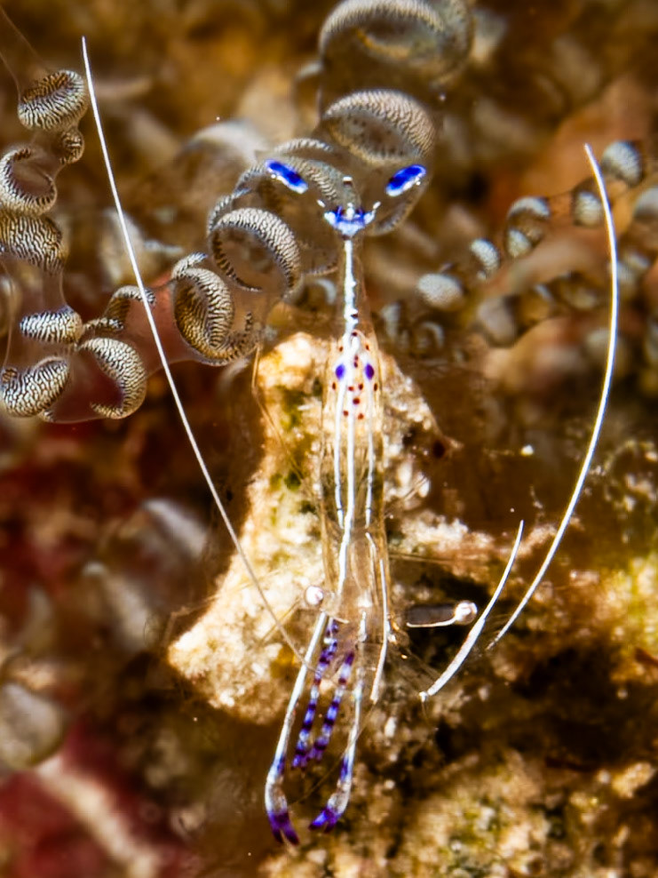 Pederson shrimp