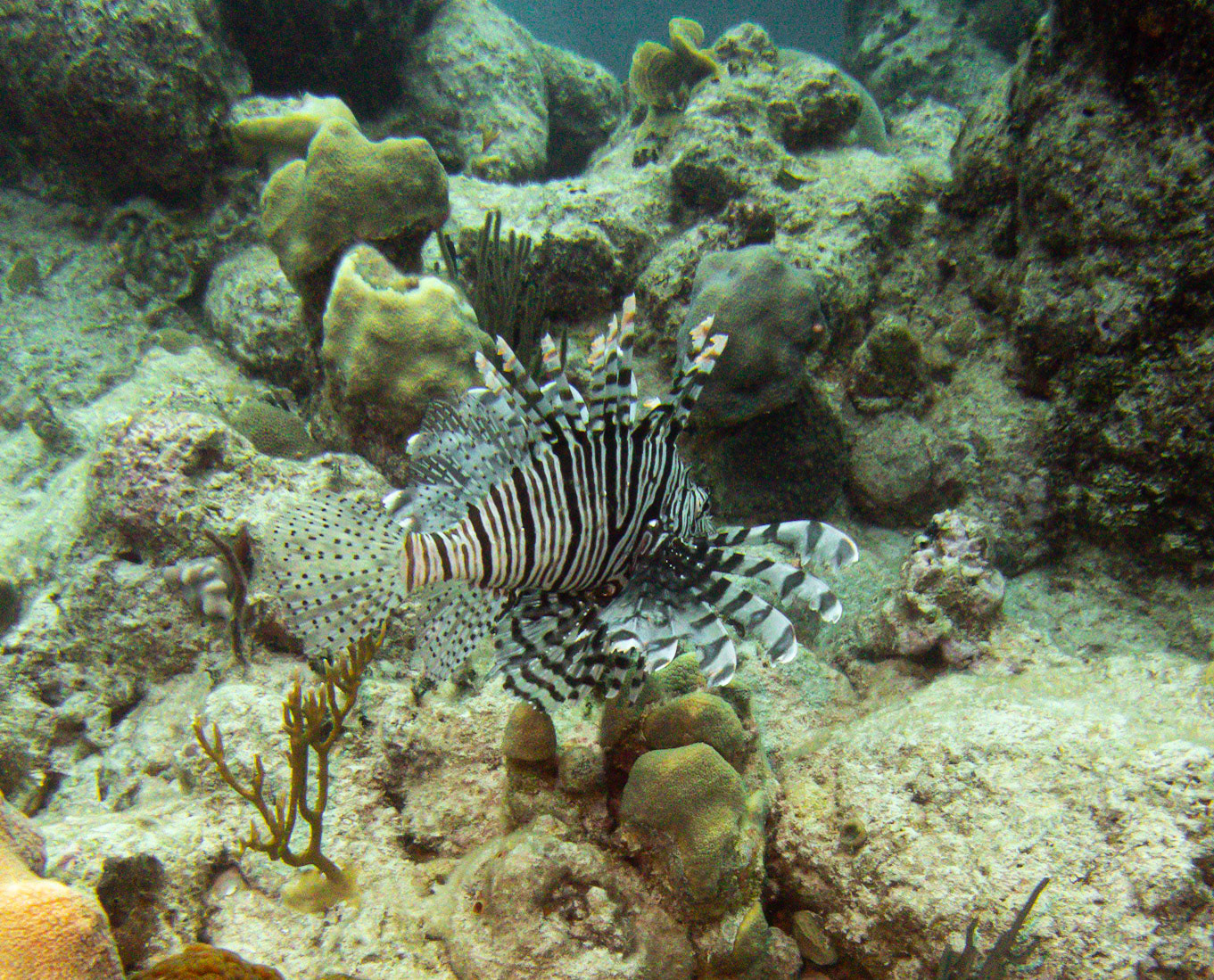 Lionfish