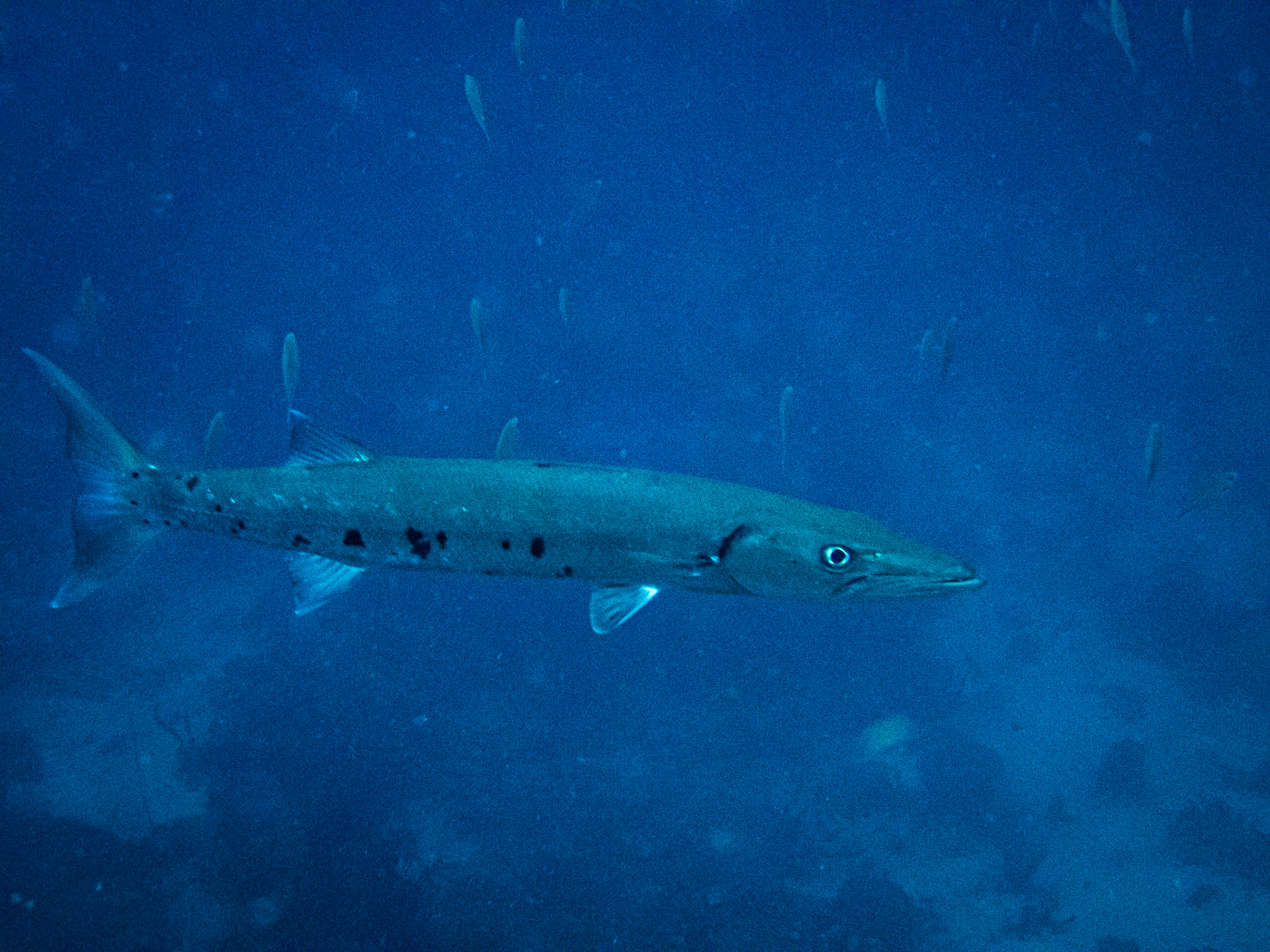 Barracuda in St. Lucua