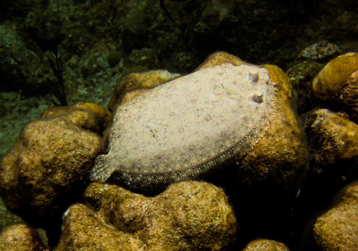 White Flounder