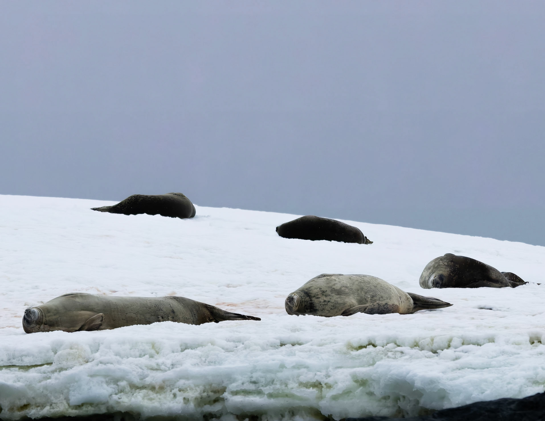 Seals sleeping