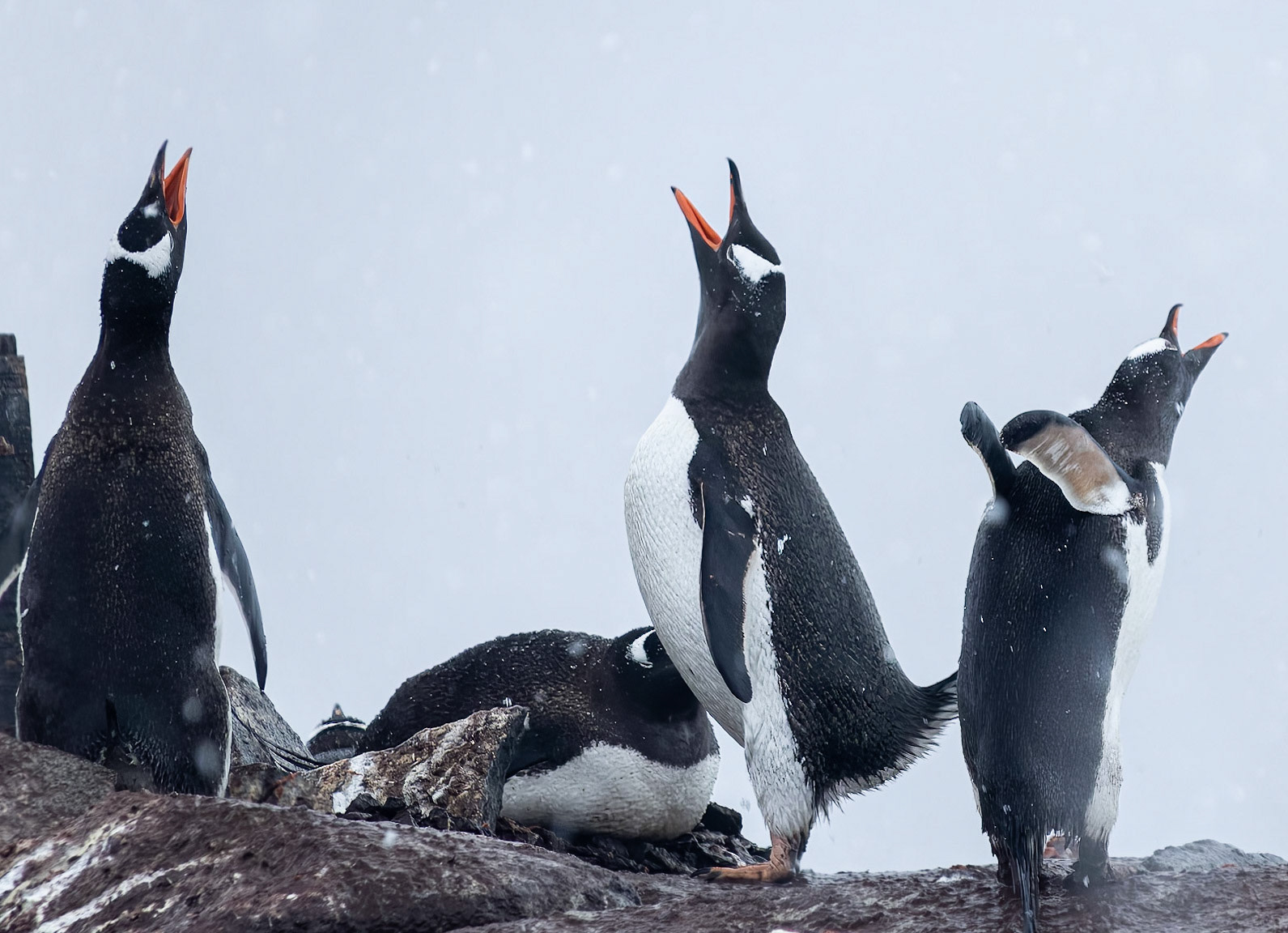 "Fly, Penguins Fly"!