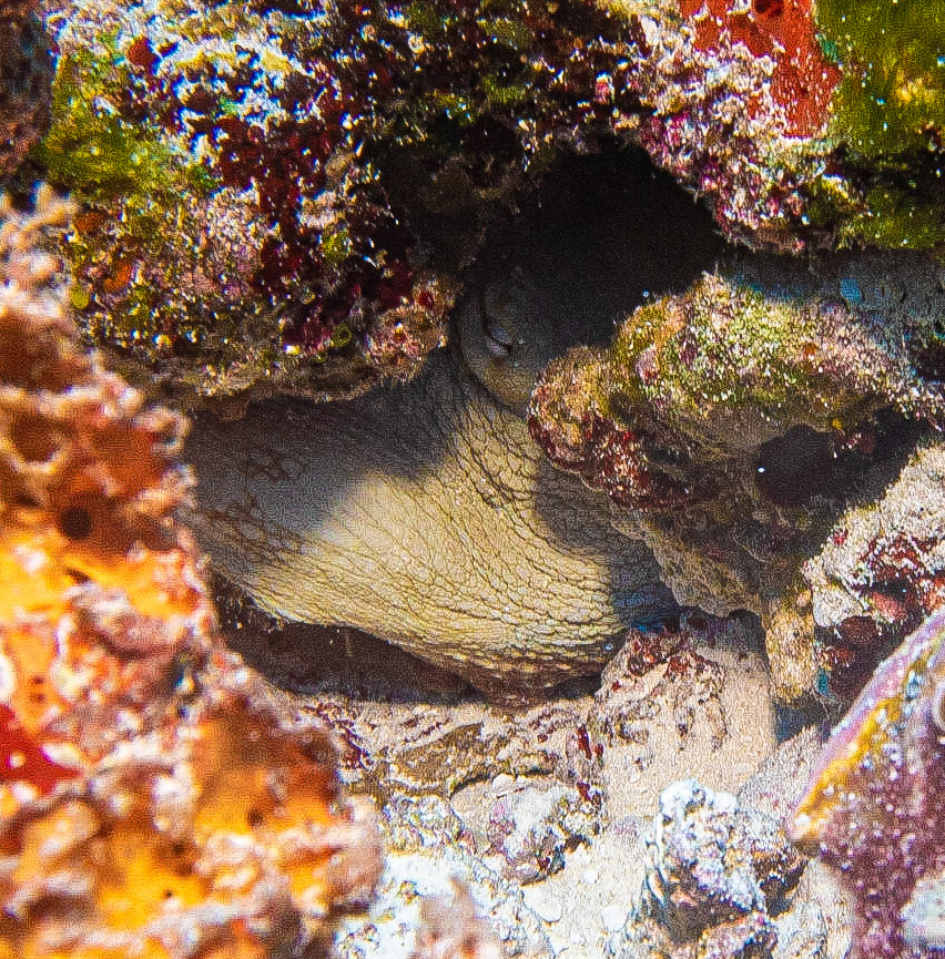 Octopus under rock