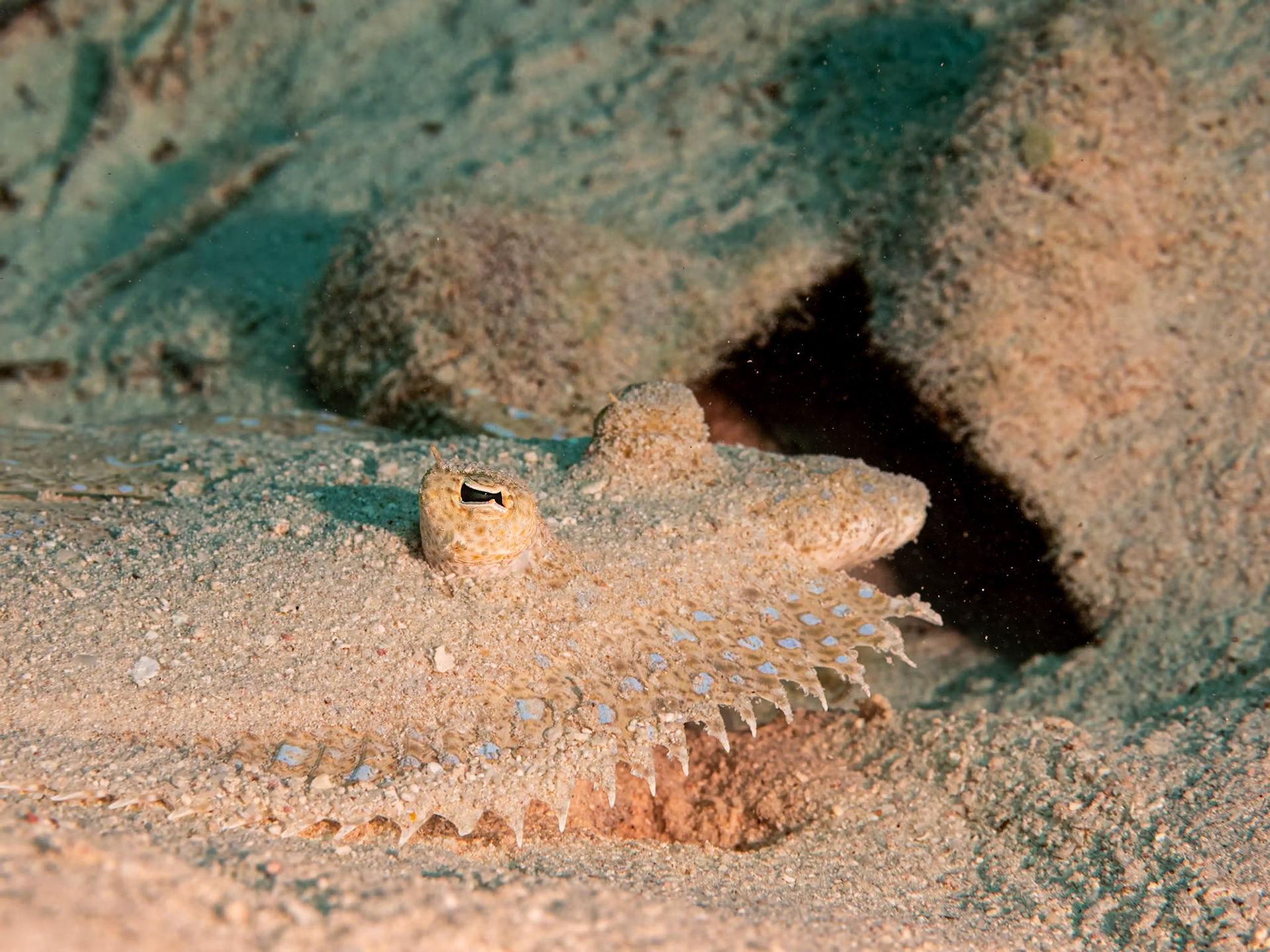 White flounder