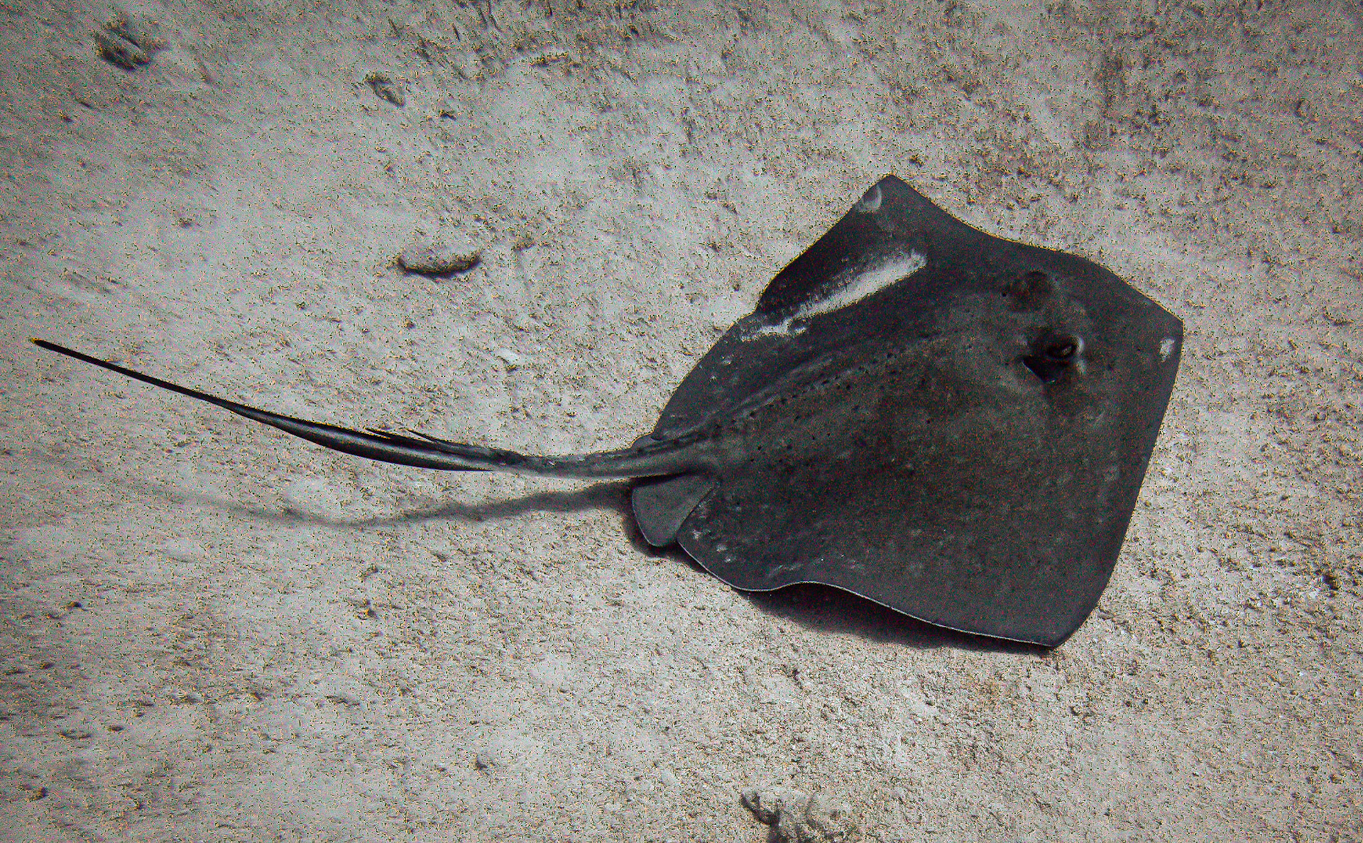 Stingray