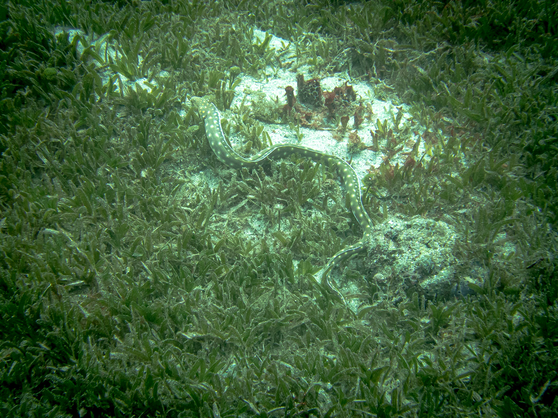 Sea Snake in St. Lucia