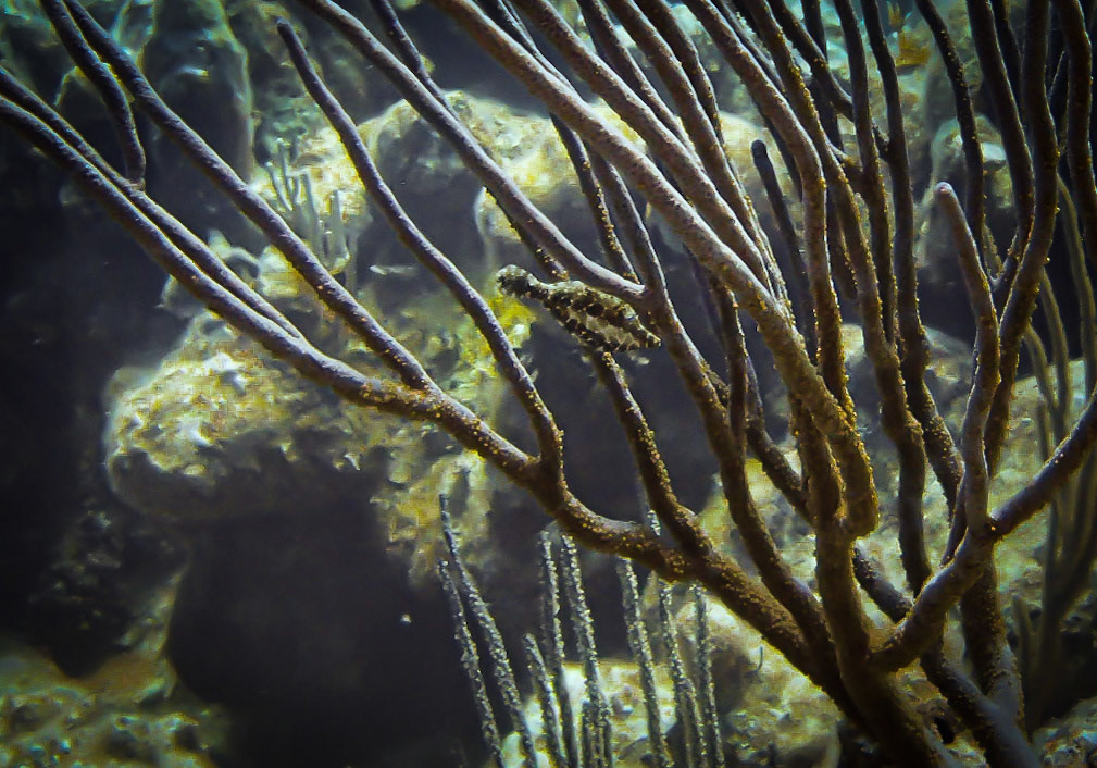 Tiny Trunkfish