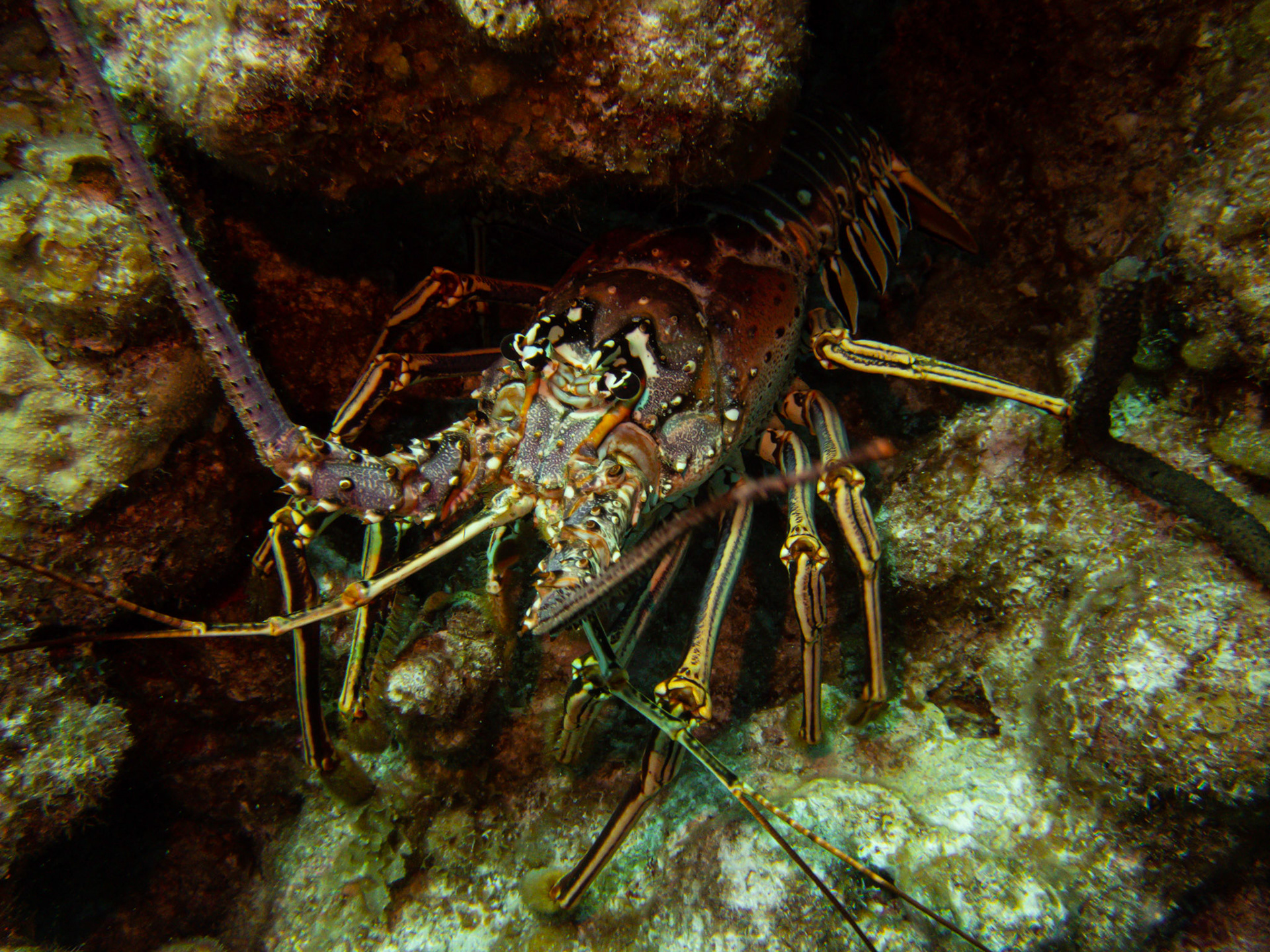 Large Lobster