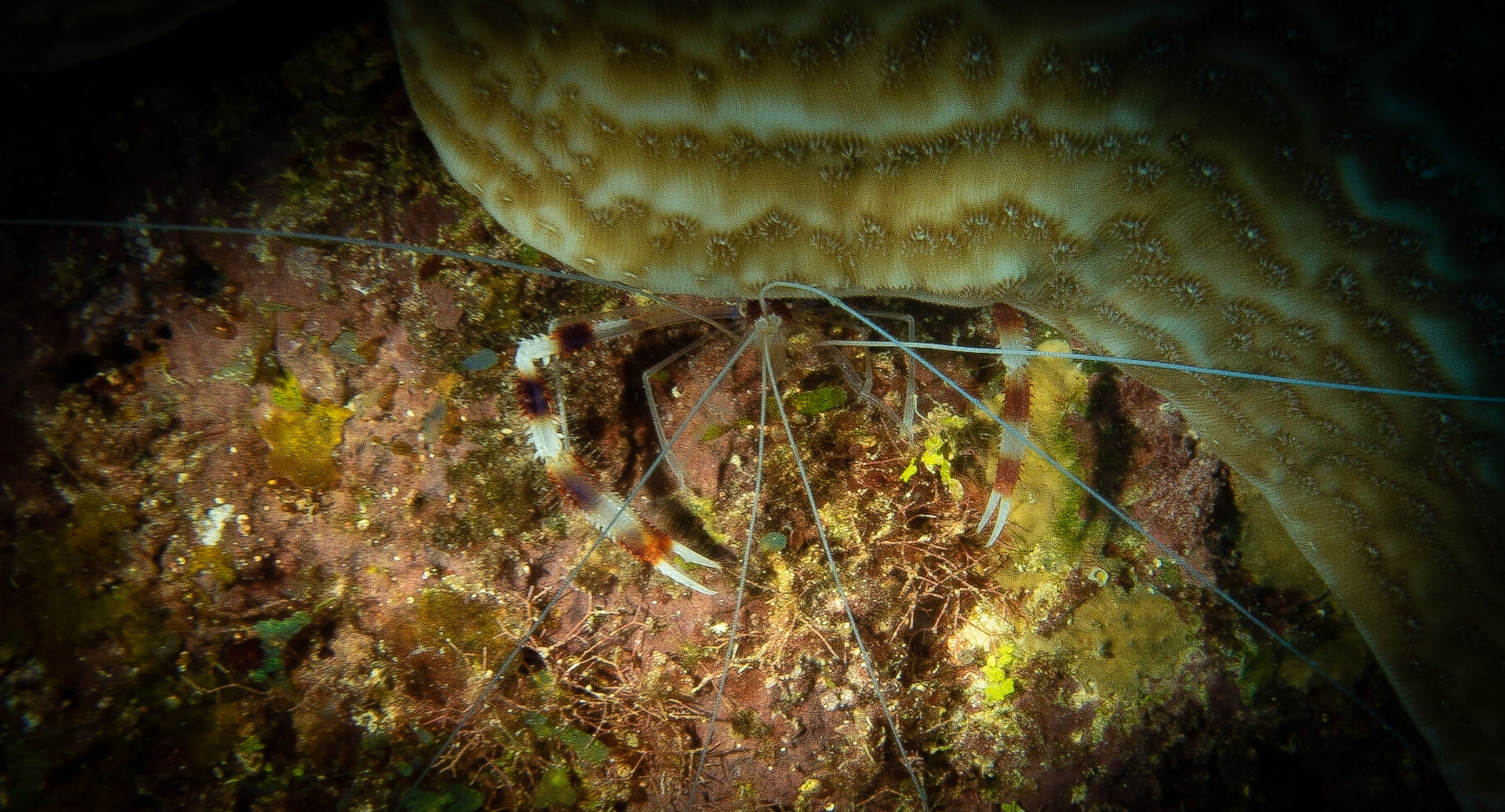 Red banded coral shrimp