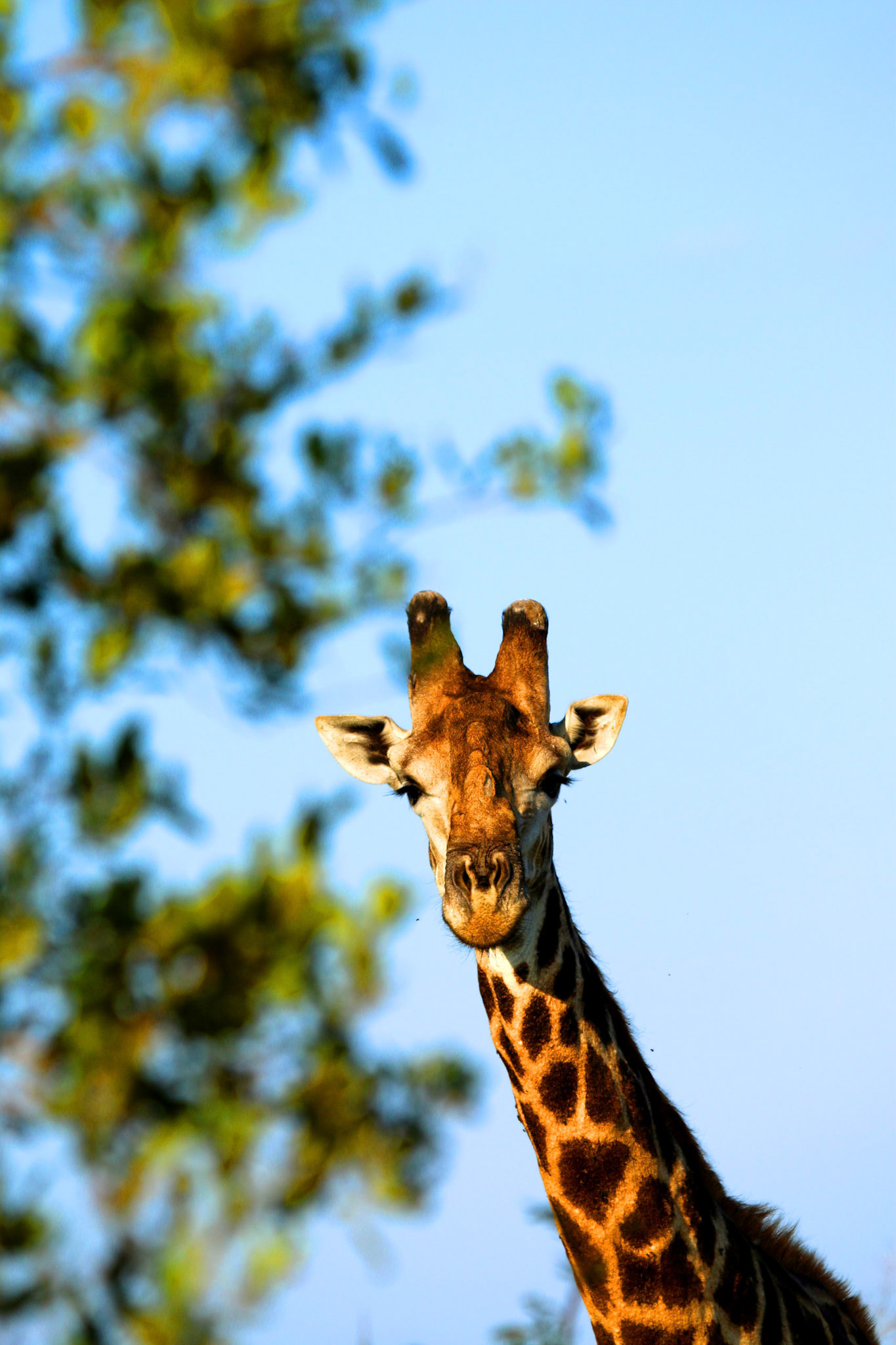 Giraffe