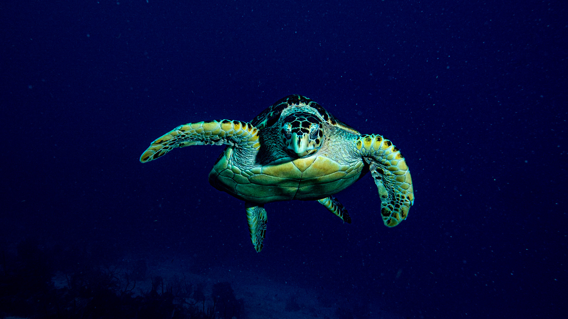 Hawksbill Turtle