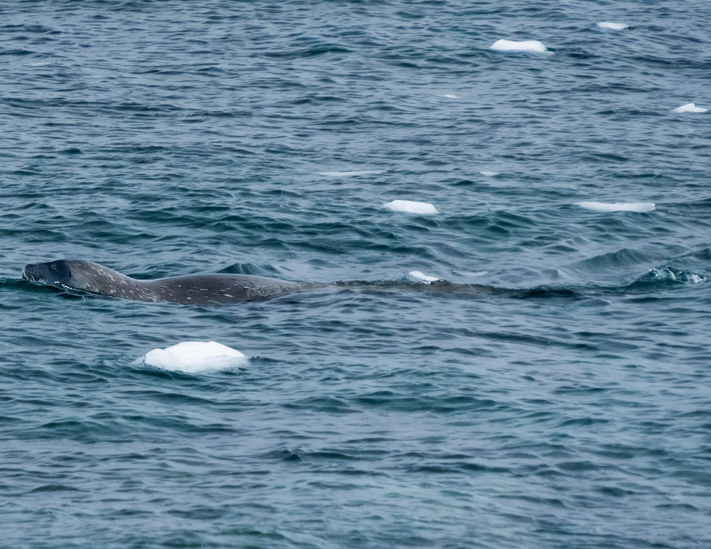 Seal prowling for swimming penguins