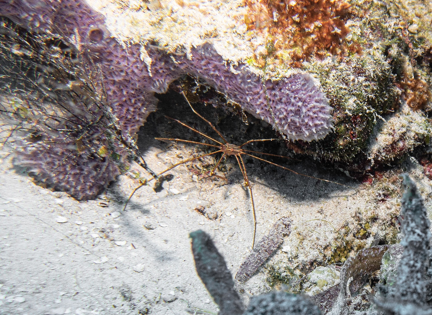 Arrow Crab