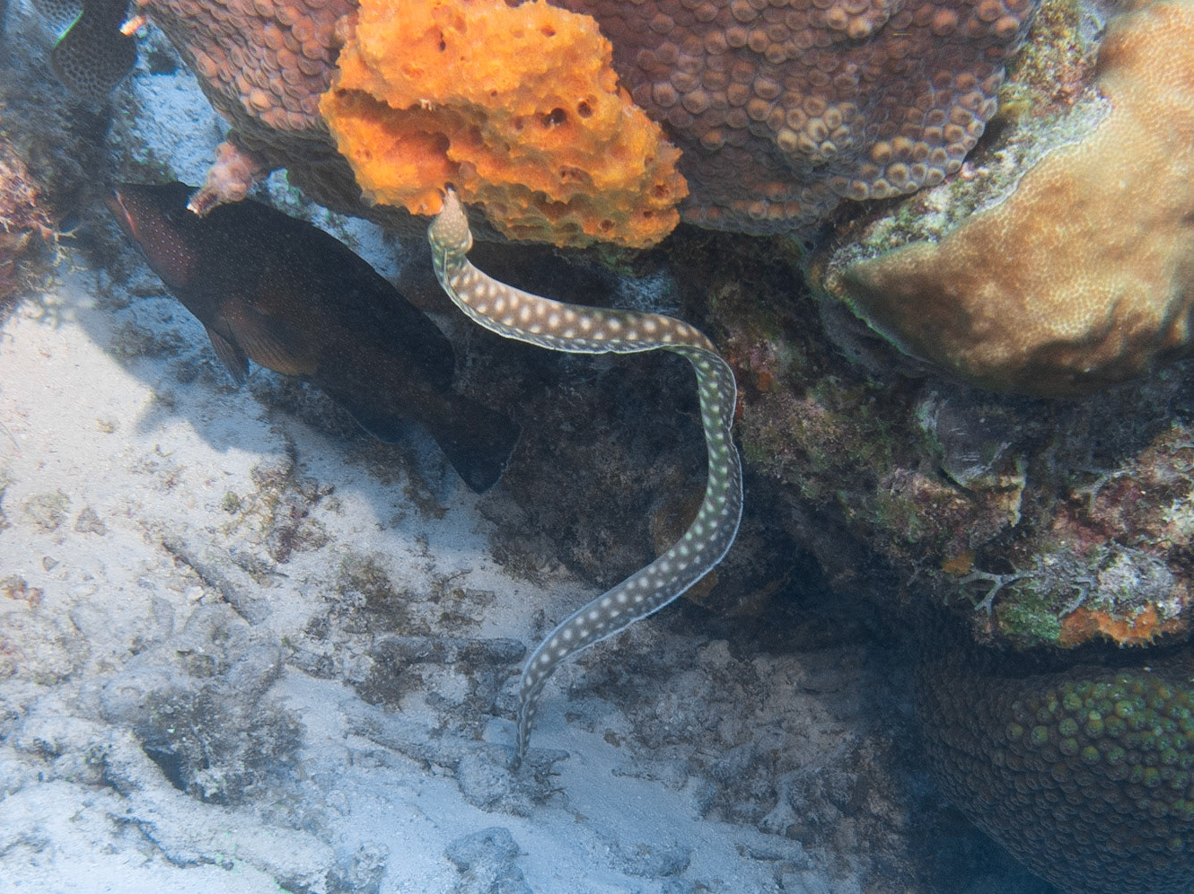 Sharptail Eel