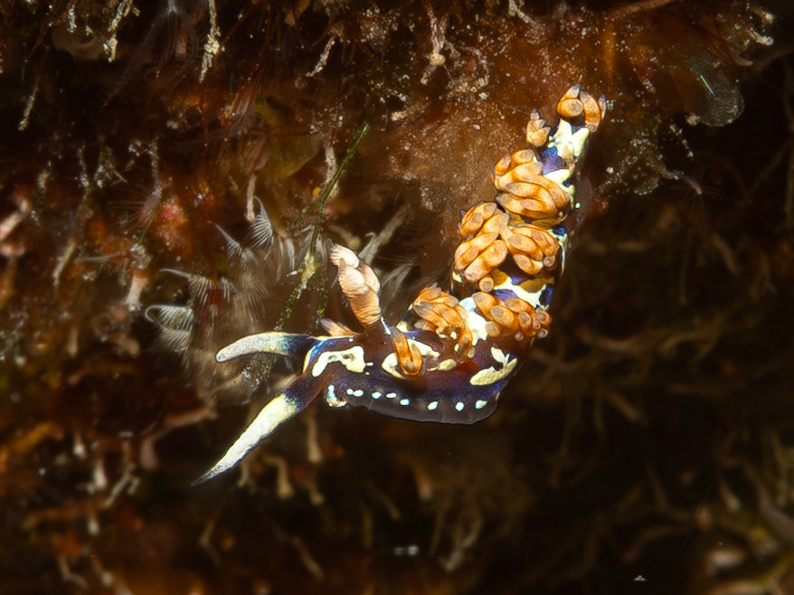 Nudibranch