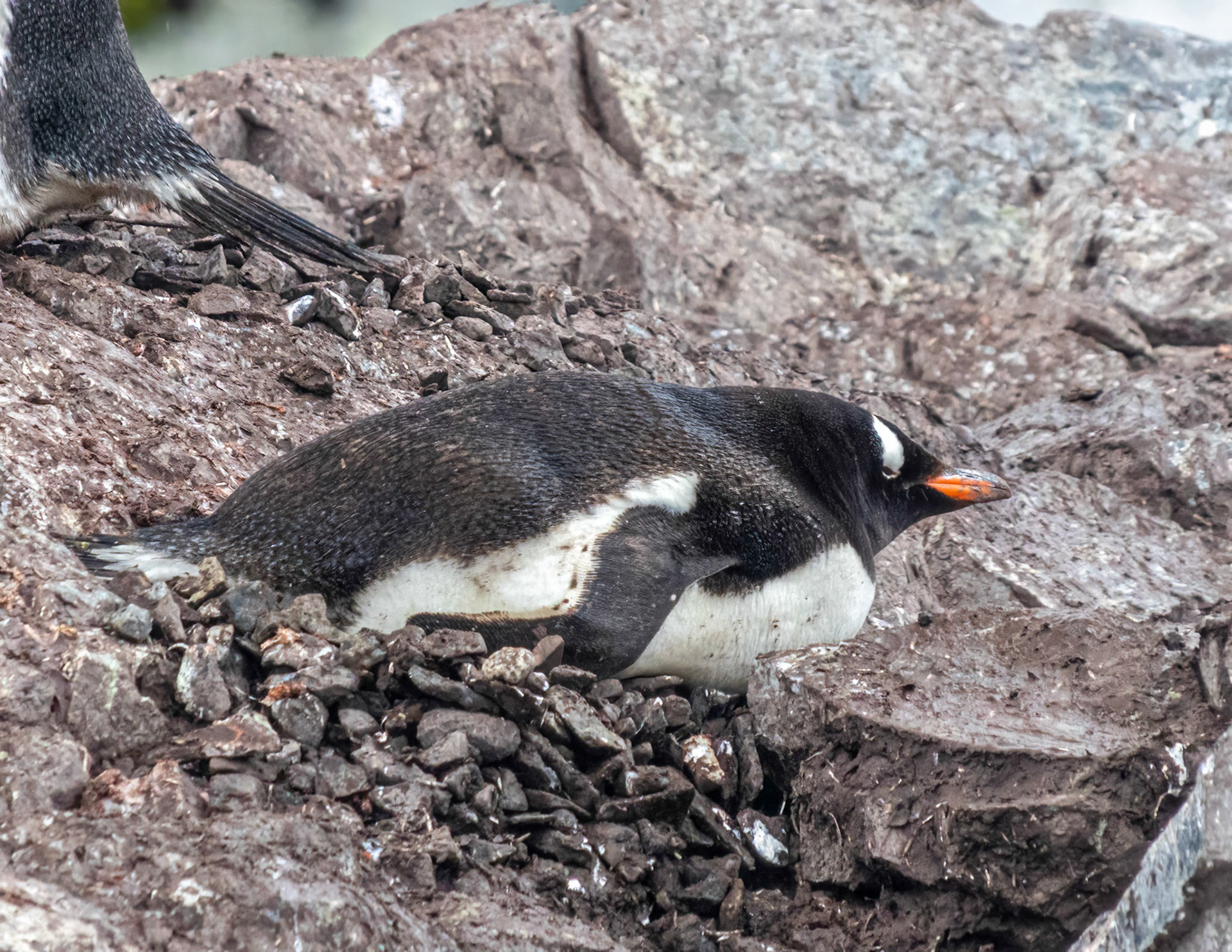 Penguin warming eggs on a nest of rock