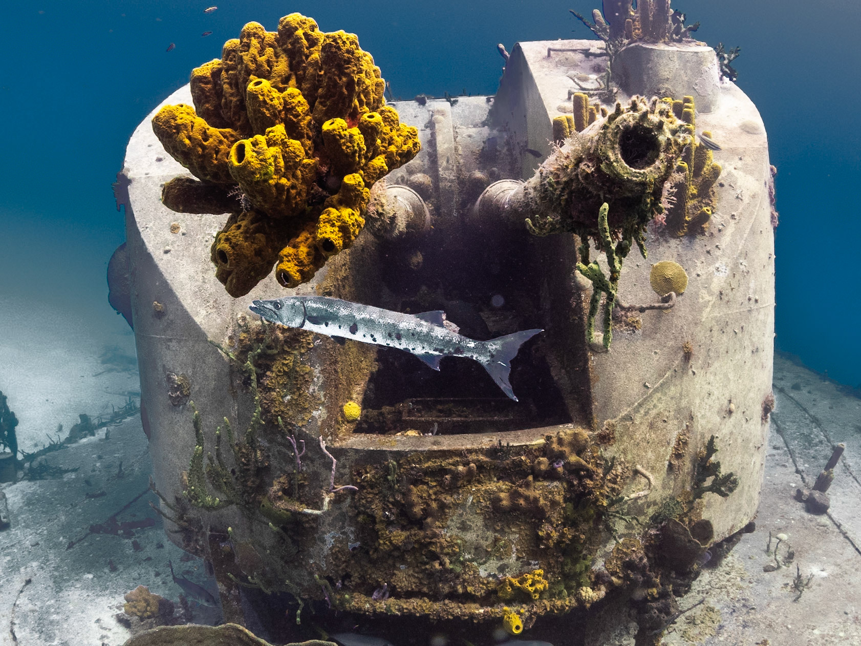 Barracuda at Gun Port