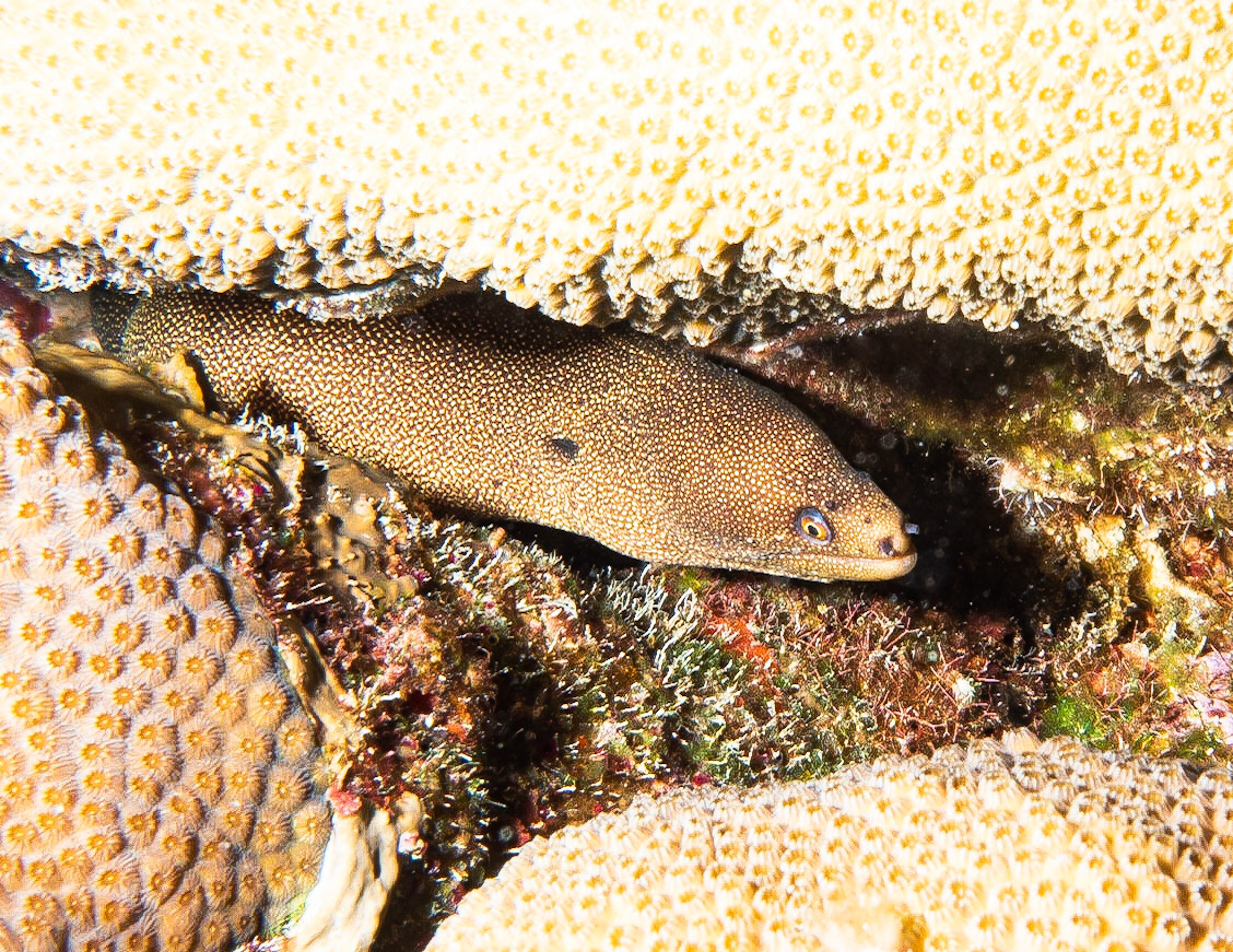 Golden moray