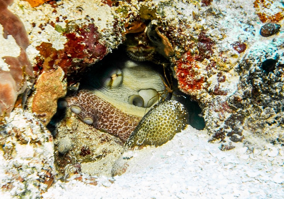Octopus and Arrow Crab