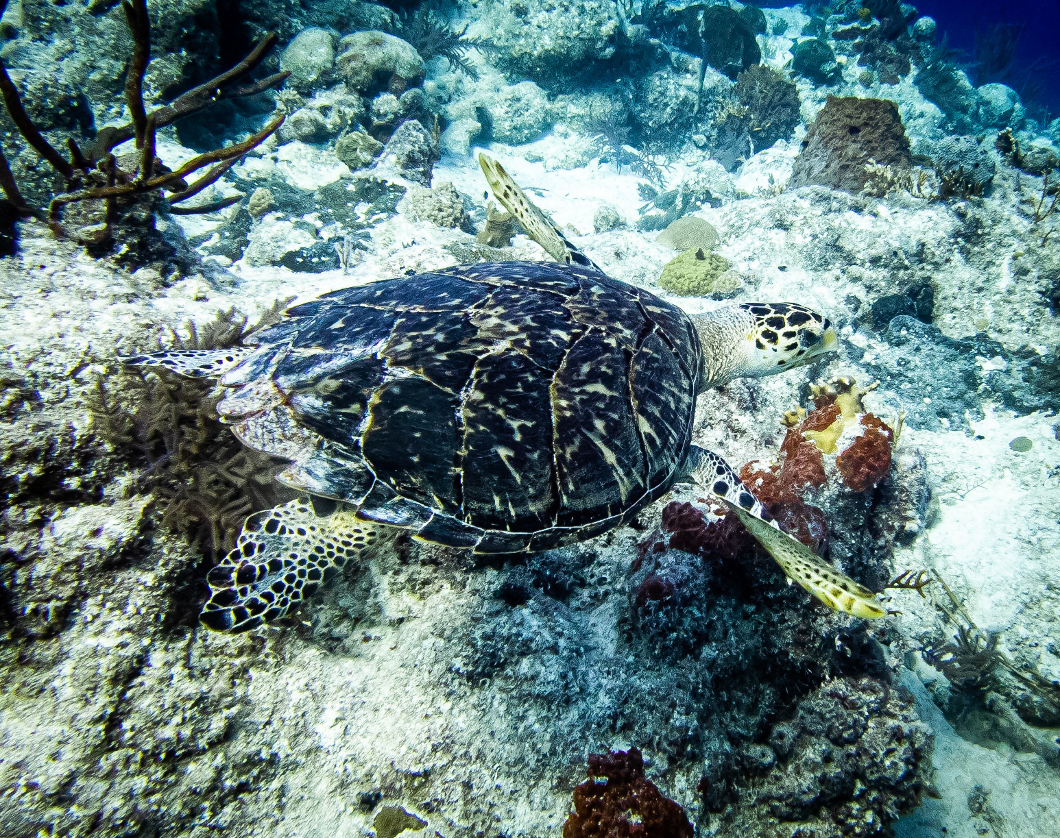 The only turtle we saw on this trip