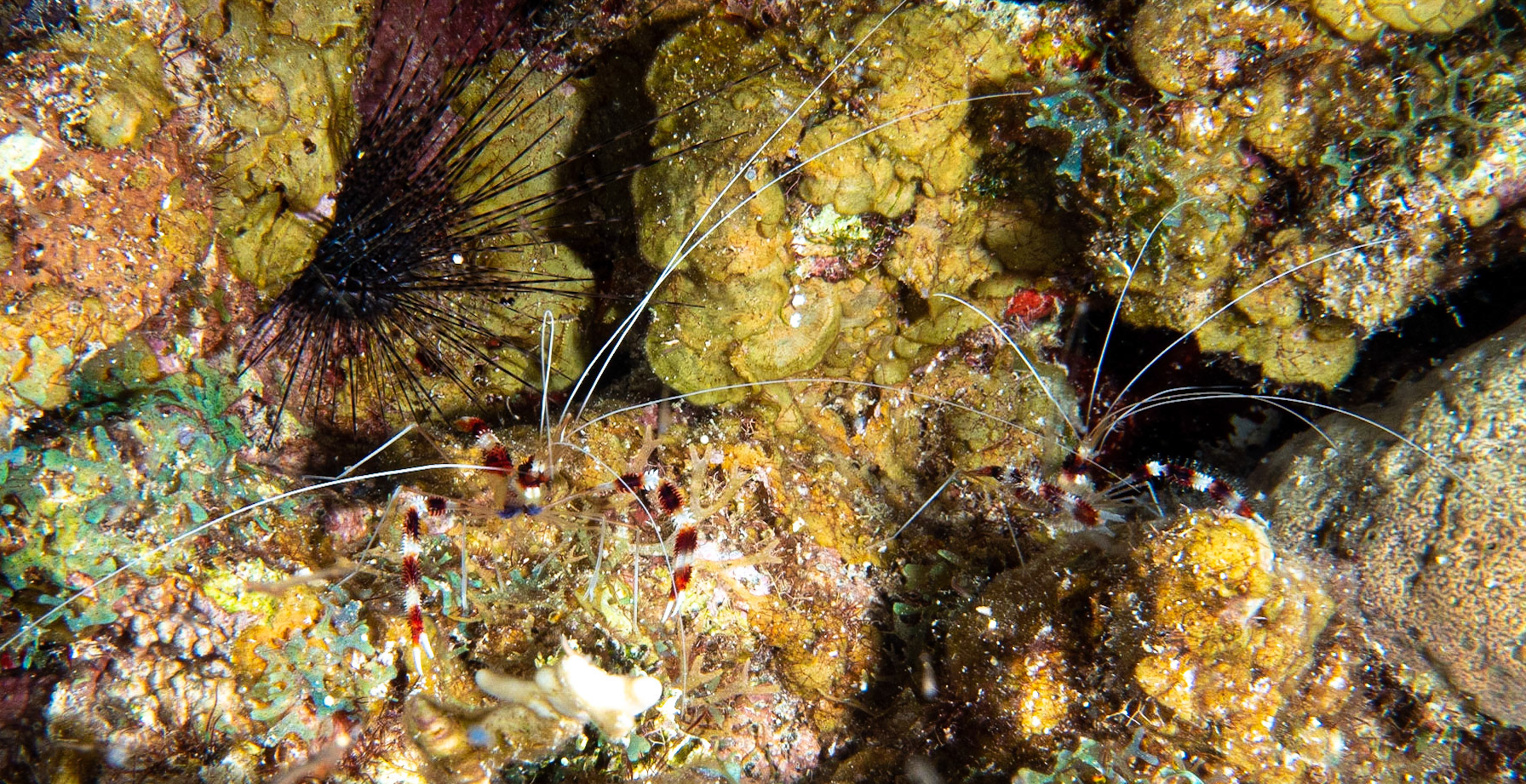Two Red Coral Shrimp