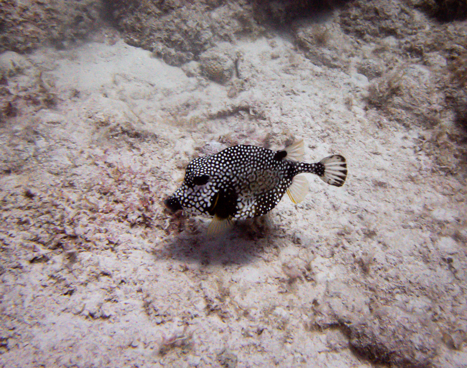 Trunkfish