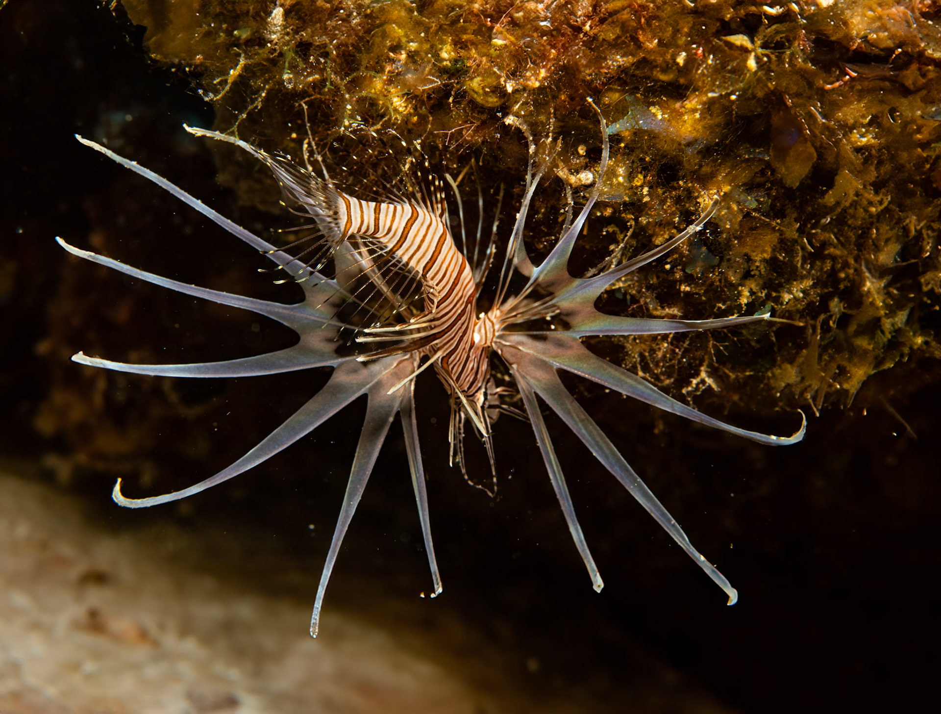 Juvenile Lionfish