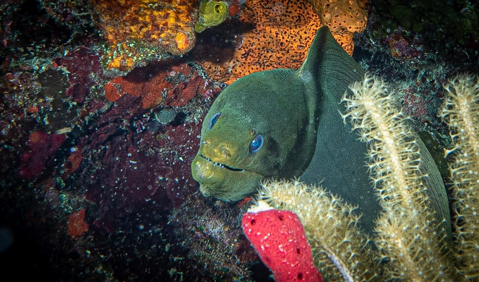 Green Moray Eel