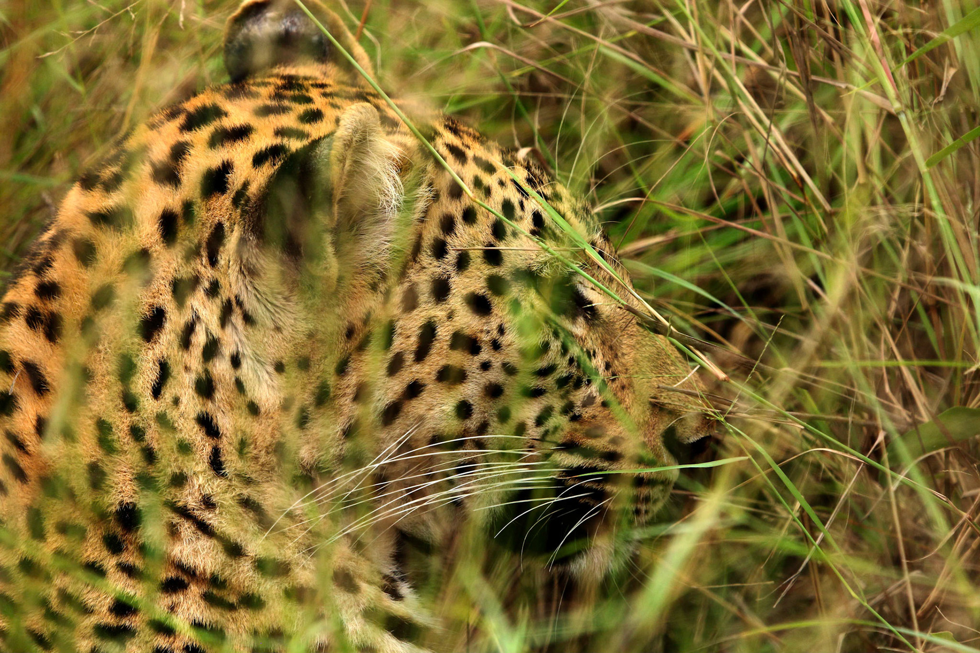 Leopard in the grass